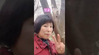 #벚꽃