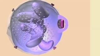 PHAGOCYTOSIS