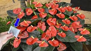 Just this 1 package, Anthurium has never flowered so much | Natural Fertilizer