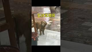 流浪狗來到米粉店討要食物，老板娘的舉動令人暖心。 #animals #cute #dog #shorts