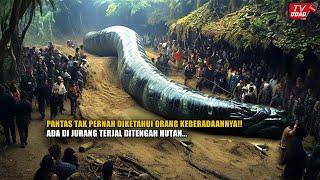 The Form of the 33 Meter Nabau Giant Snake that Guards the Kalimantan Forest Revealed!!