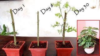 Grow curry leaf plant from cuttings | कढ़ी-पत्ते का पौधा गमले में लगाएं ( with update )