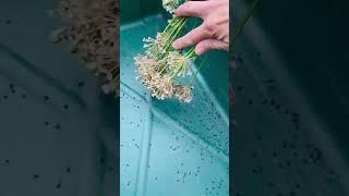 Easy Way Harvest Garlic Chives Seed #collaboration #garlicchives #seeds #backyardgarden #homegrown