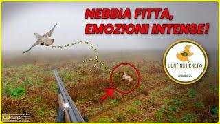 Nebbia fitta, Emozioni intense con il mio Breton, Caccia in Veneto #hunting #caccia