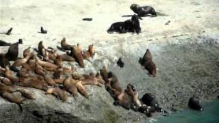 Sea lions fighting (Argentina, 20.01.11)