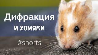 Дифракция на примере хомяков #shorts