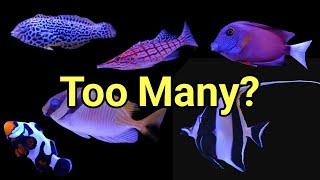 How Many Fish Is Too Many? The Prestige Reef Dork Show Ep 76