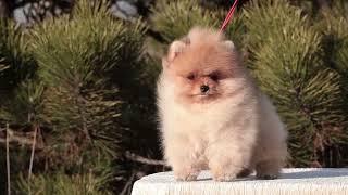 A young Pomeranian puppy