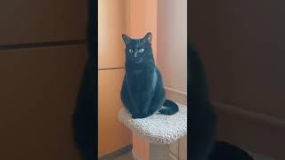 кот ученый