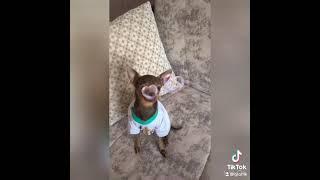 Наша любимая  собачка Фифа 