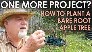 How to Plant a Bare Root Fruit Tree - What's One More Project? || Black Gumbo