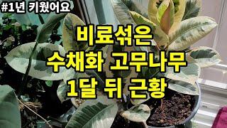 비료섞은 수채화 고무나무 분갈이 1달 뒤 근황