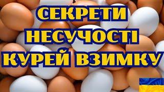 ТРИ ЗОЛОТИХ ПРАВИЛА , ЩОБ КУРИ ГАРНО НЕСЛИСЯ В ОСІННЬО-ЗИМОВИЙ ПЕРІОД@kyruvgaragi