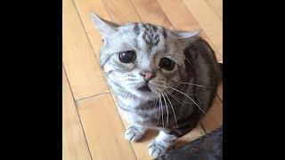 Meet The Saddest Cat On The Internet