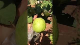 Enjoying, Picking Gauva recipes #gauva #gardening #shorts #trending #viral #shortvideo