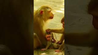 Watch How Big Brother Take Care Tiny Newborn Baby Monkey #cutemonkey #animals #shorts #monkey