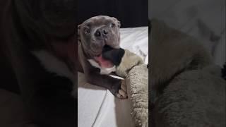 Puppy love ️ #bully #exoticbullypuppy #trending #puppy #love #shorts