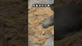 텃밭에 조금 심은 보리 수확과 탈곡 손질하기