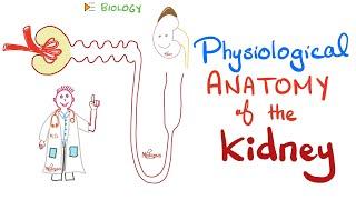 Kidney Physiology - PCT, loop of Henle, DCT, Collecting Ducts