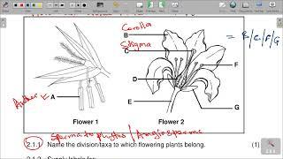 GRADE 11 TERM 4 PAPER 2. 2022 REVISION MEMO AND SCOPE