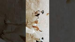 #very best and #most funny dog video #like please ️️️