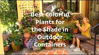 Best Shade Plants for Outdoor Containers