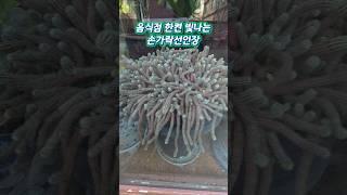 6/16) #음식점한켠을빛내고있는 #손가락선인장 #로드스튜어트Sailing
