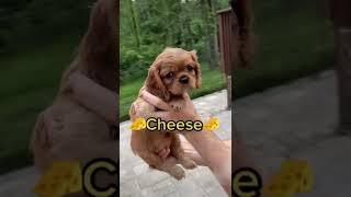 Adorable Puppies Pick Their Own Names! #Shorts