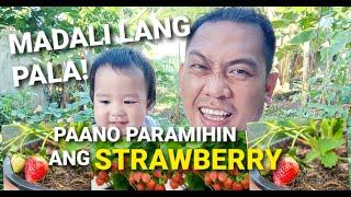 TIPS! Strawberry in Pots at sa Lupa Paano Magpadami | ONALDS TV #strawberry #backyard #planting