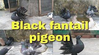 black fantail pigeon || maskali kabootar || lakhha kabootar || GS Birds Info