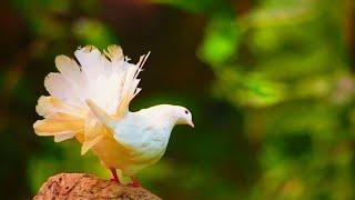 Bird Migration: A 4K Symphony of Nature's Wonders