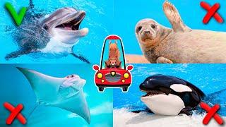 Inhabitants of the seas and oceans for children. Animal sounds. Sea animals for kids