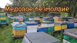 Медовое безмолвие