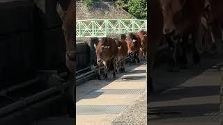 乖乖回家牛牛 Cow funny #shorts #牛 #cow #funny