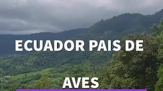 Ecuador ! Tierra de aves