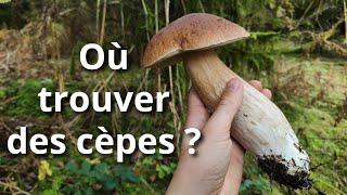 Où trouver des cèpes ? Mes astuces !