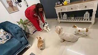 Dogs REACT to new HUSKY in the HOUSE‍️