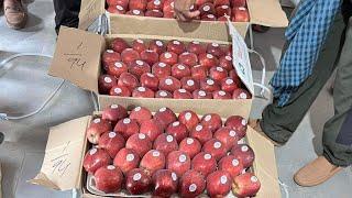 Solan Mandi मंडी में आज सेब की बोली | Himalayan Farming | Live Update | Apple Market