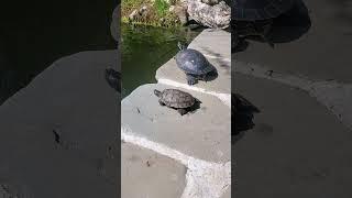 Map turtle and Cooter in pond #shorts