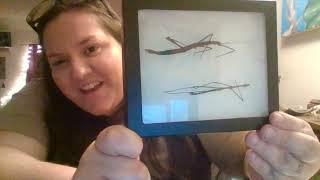 Nature Nuggets - Insect Camouflage and Walking Sticks