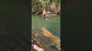 MONKEY VS CROCODILE - A monkey hanging above the swamp water unaware that there is a crocodile in it