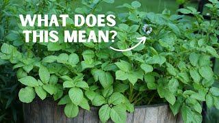 What to Do When Your Potatoes Flower: How to Maximize Spud Production and Avoid Poisonous Fruit