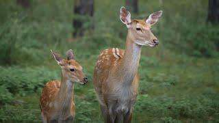 Driving during deer mating season