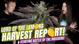 Harvest Report! Lemon  Strains & Battle Of The Breeders Starting Soon!