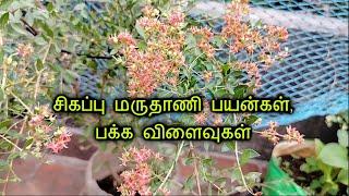 சிகப்பு மருதாணி வளர்ப்பு || Side effects and medicinal uses of Red Henna | Terrace garden in Tamil