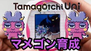 【Tamagotchi Uni】 Raising the Popular Character Mamegon from Monster Carnival!!