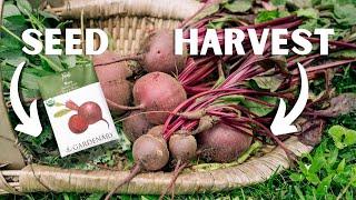 How to Grow Beets (From Seed to Harvest)