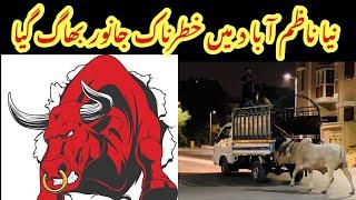 Dangerous Cow In Naya Nazimabad ||Qurbani 2025