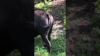 Crazy Bison sightings  #wildlife #nature#yellowstonenationalpark#wyoming #dee #shorts#nationalpark