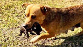 The mother dog carried her newborn pup, still blind, gently searching for a safe place.